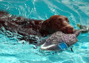 Quel chien chasse les renards ?