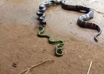 Quel chien contre les serpents ?