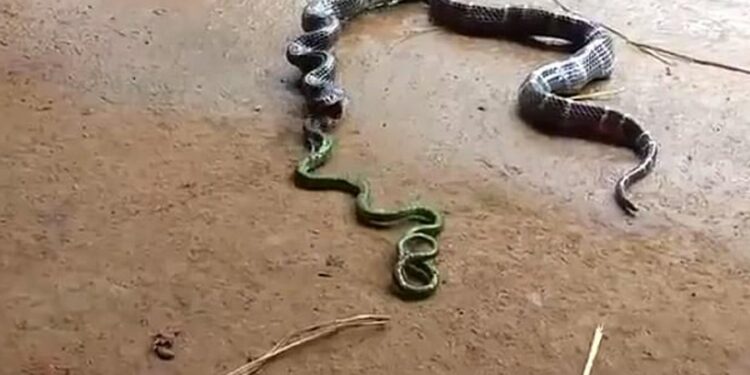 Quel chien contre les serpents ?