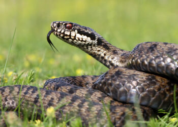Quel chien contre les serpents ?