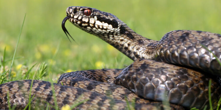 Quel chien contre les serpents ?