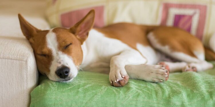 Quel chien est pantouflard ?