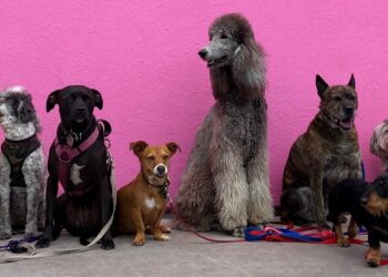 Quel chien facile à vivre ?