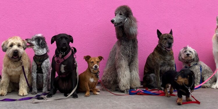 Quel chien facile à vivre ?