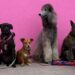 Quel chien facile à vivre ?