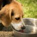 Quel chien ne craint pas la chaleur ?