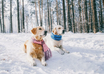 Quel chien ne supporte pas le froid ?
