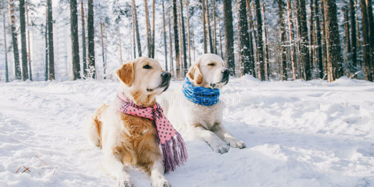Quel chien ne supporte pas le froid ?