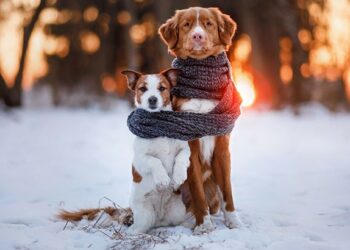 Quel chien ne supporte pas le froid ?