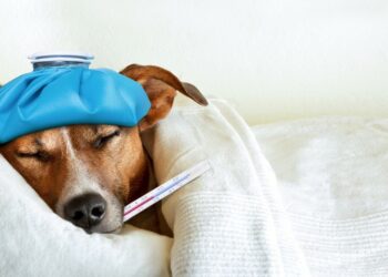 Quel chien peut dormir dehors ?