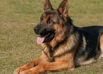 Quel chien peut rester seul 8h ?