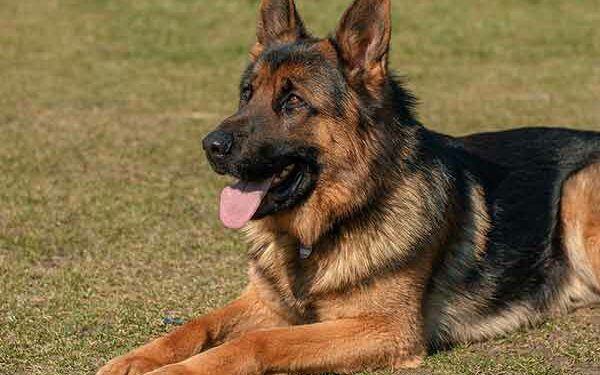 Quel chien peut rester seul 8h ?