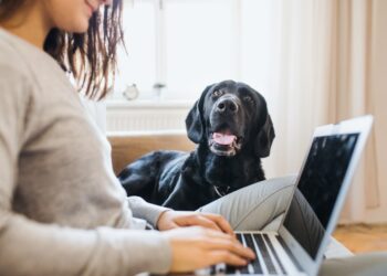 Quel chien peut rester seul en journée ?