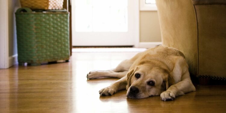 Quel chien pour une famille qui travaille ?