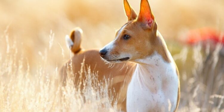 Quel chien prendre à 60 ans ?