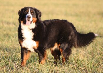 Quel chien protège son maitre ?