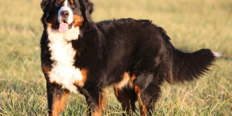 Quel chien protège son maitre ?