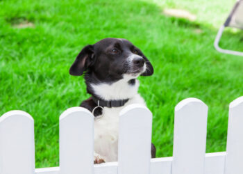 Quel chien résiste au froid ?