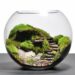 Quel contenant pour terrarium ?