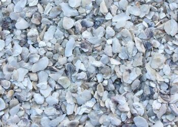 Quel coquillage pour les poules ?