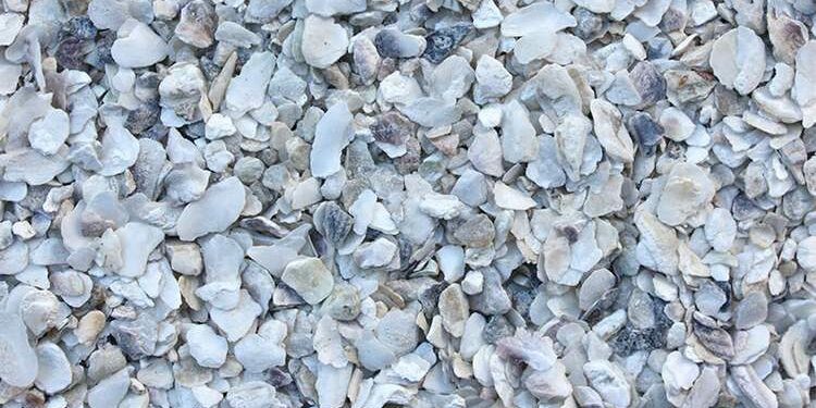 Quel coquillage pour les poules ?