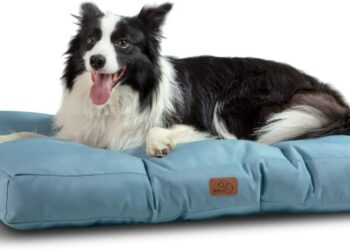 Quel couchage pour un Golden Retriever ?