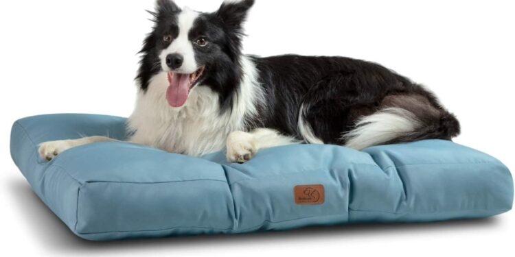 Quel couchage pour un Golden Retriever ?