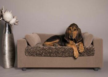 Quel couchage pour un vieux chien ?