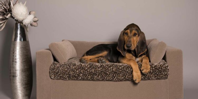 Quel couchage pour un vieux chien ?