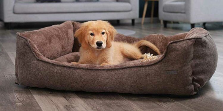 Quel couchage pour un vieux chien ?