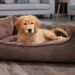Quel couchage pour un vieux chien ?