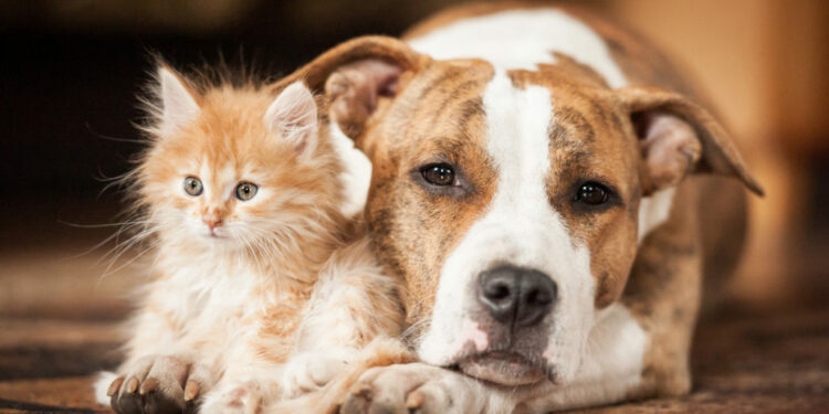 Quel couleur de chat est le plus câlin ?