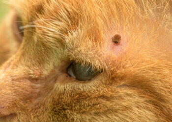 Quel danger les tiques pour les chats ?