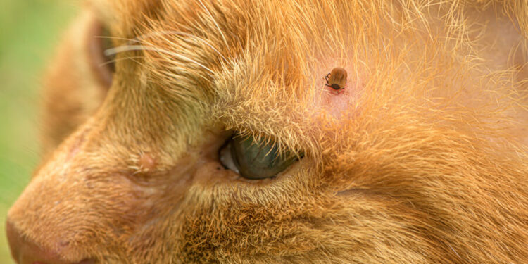 Quel danger les tiques pour les chats ?