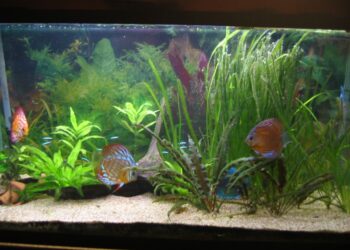 Quel décor pour Discus ?