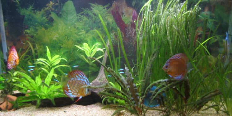 Quel décor pour Discus ?