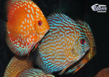 Quel discus choisir ?