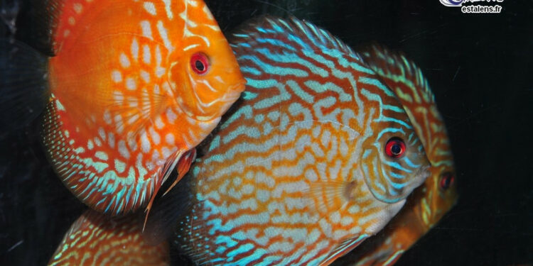 Quel discus choisir ?