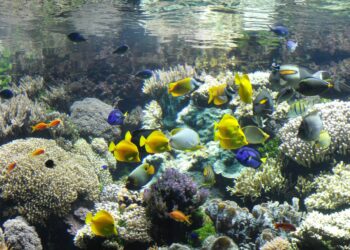 Quel eau en bouteille mettre dans un aquarium ?