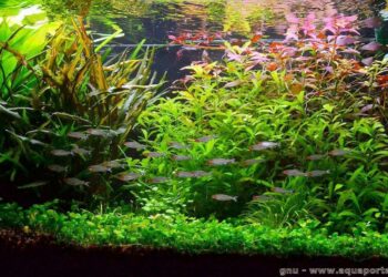 Quel engrais pour Aquascaping ?