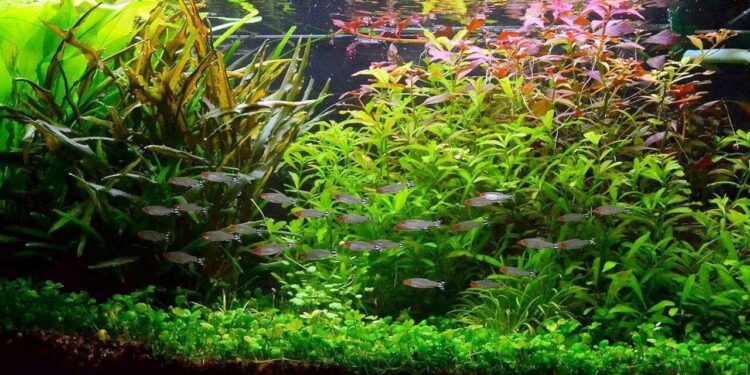 Quel engrais pour Aquascaping ?