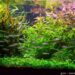 Quel engrais pour Aquascaping ?