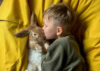 Quel entretien pour un lapin ?