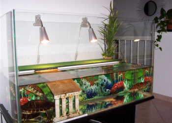 Quel équipement pour une tortue d'eau ?