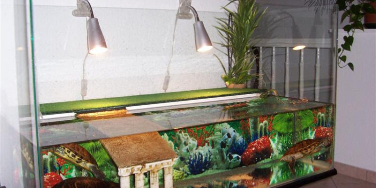 Quel équipement pour une tortue d'eau ?