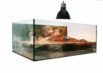 Quel équipement pour une tortue d'eau ?