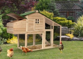 Quel espace pour 100 poules ?