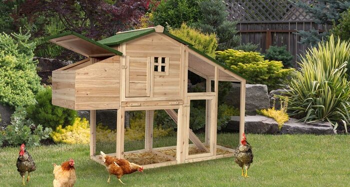 Quel espace pour 100 poules ?