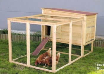 Quel espace pour 1000 pondeuses ?