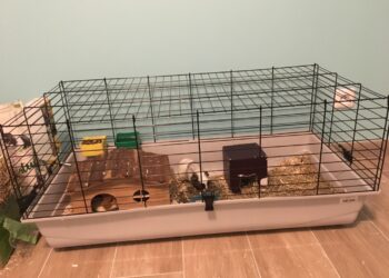 Quel espace pour 2 cochons d'Inde ?